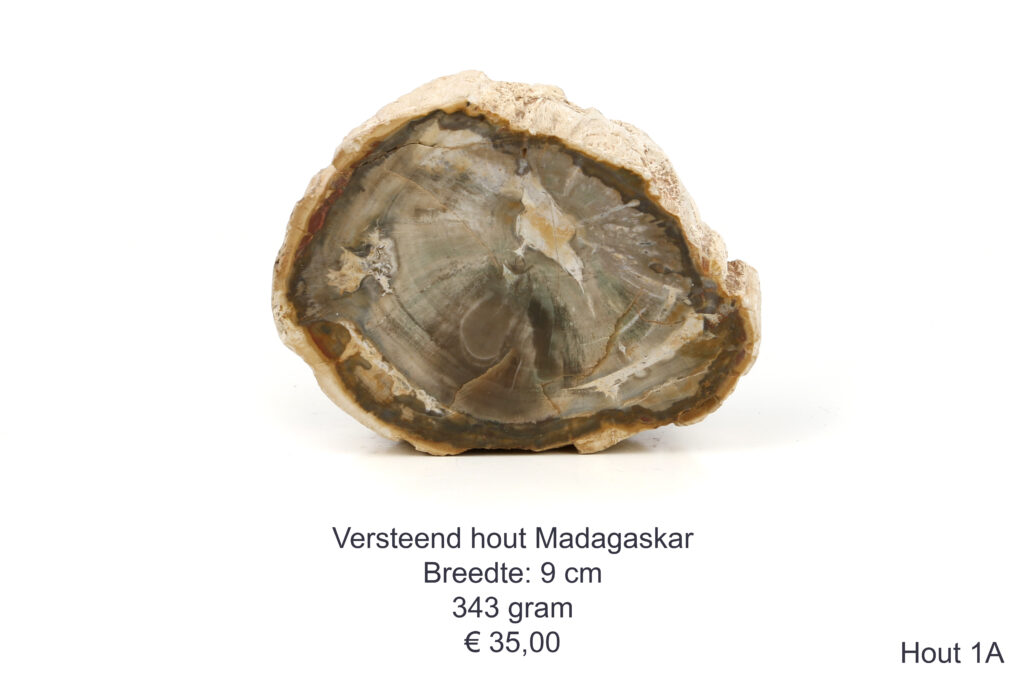 Versteend hout