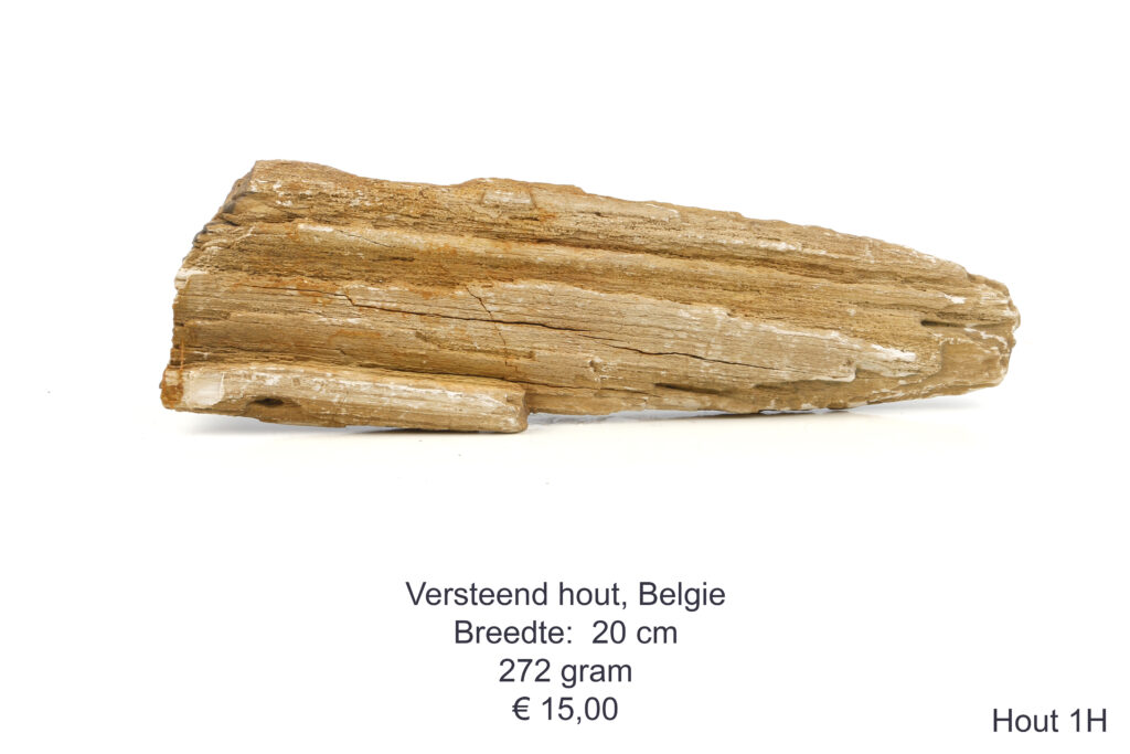 Versteend hout