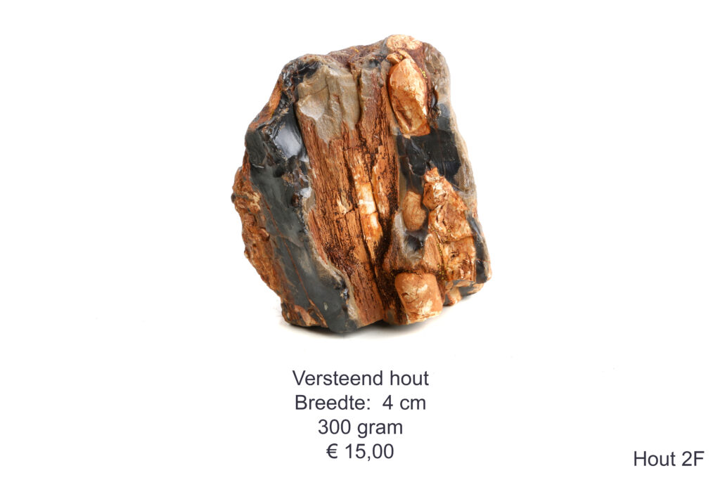Versteend hout