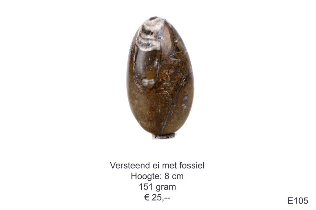 Versteend ei met fossiel